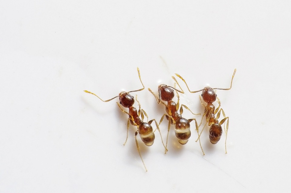 ants-498731-960-720.jpg