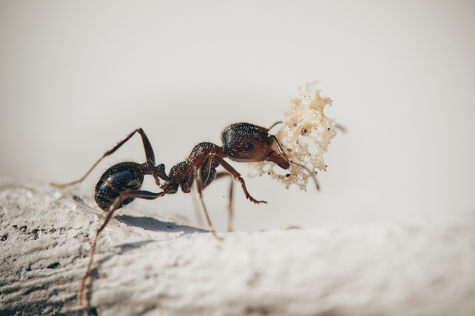 ants-5061910-960-720.jpg