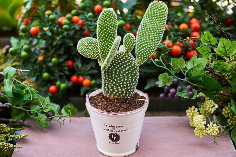flowerpot-3033251-960-720.jpg