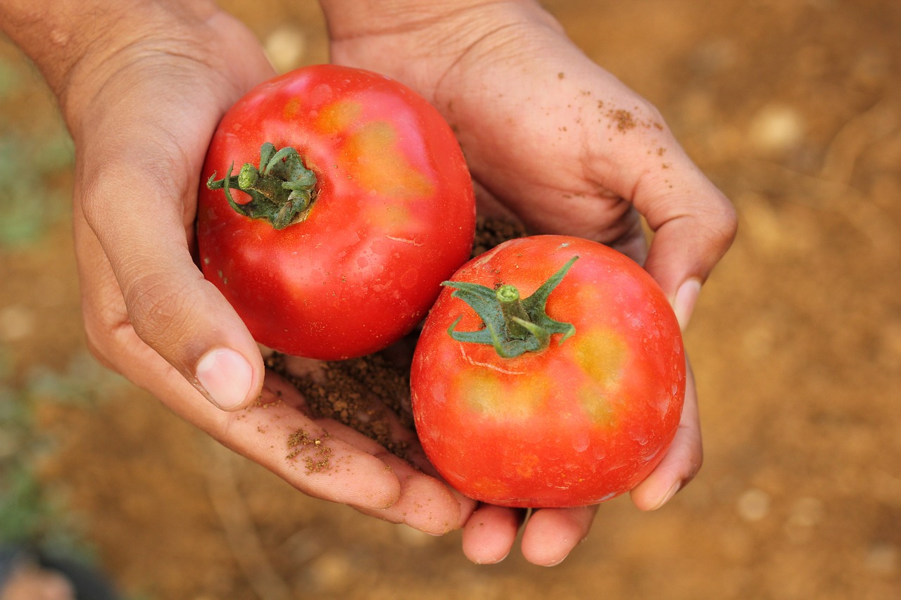 tomato-2450370-1280.jpg