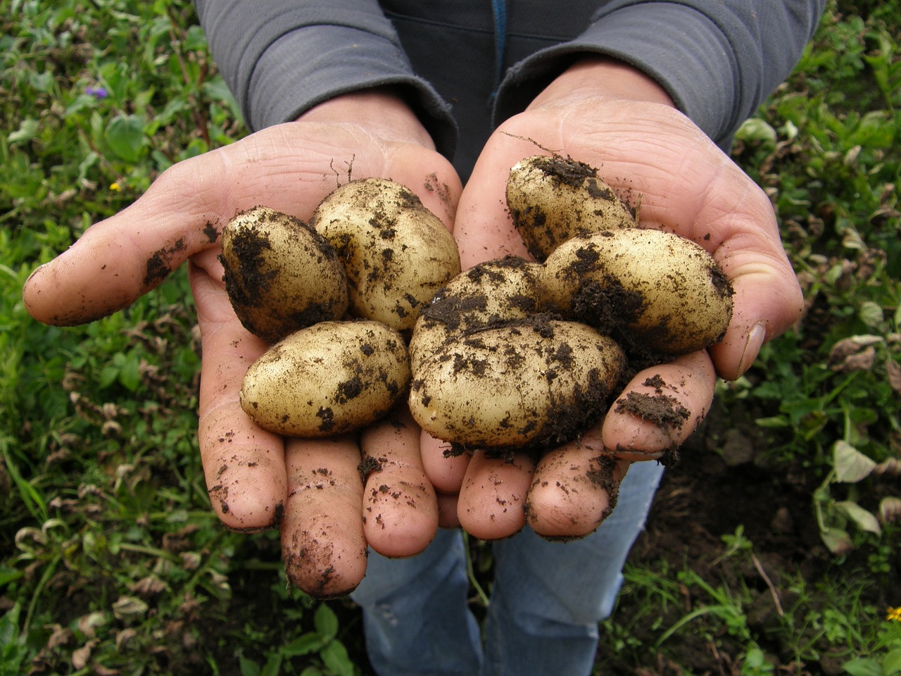 potatoes-2543686-1280.jpg