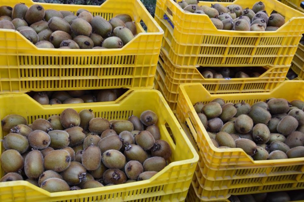 Kışın 1 tane yemek bile korumaya yetiyor. Hasadı başladı! Bahçelerden bereket fışkırdı