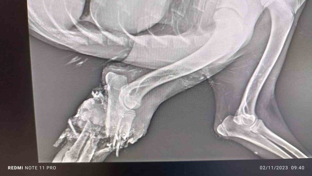 Köpeğin Yaşaması bile mucize dediler. Ancak Hakkari'deki veterinerler onu kurtardı! Şimdi çok iyi