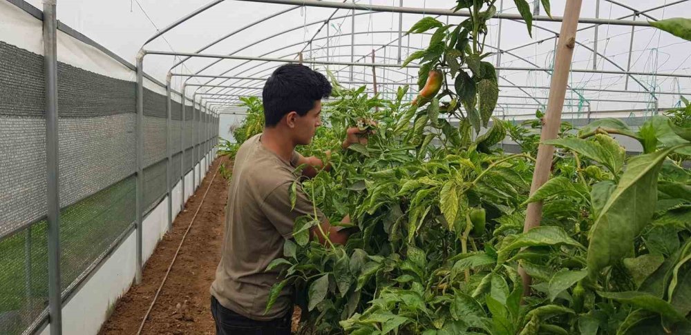Kimsenin aklına gelmez ama hasat sonrasında tam 16 milyon TL gelir elde ediyorlar