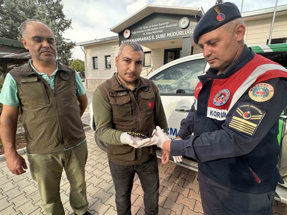 O ilde nesli tükenmekte olan sarı benekli semender bulundu