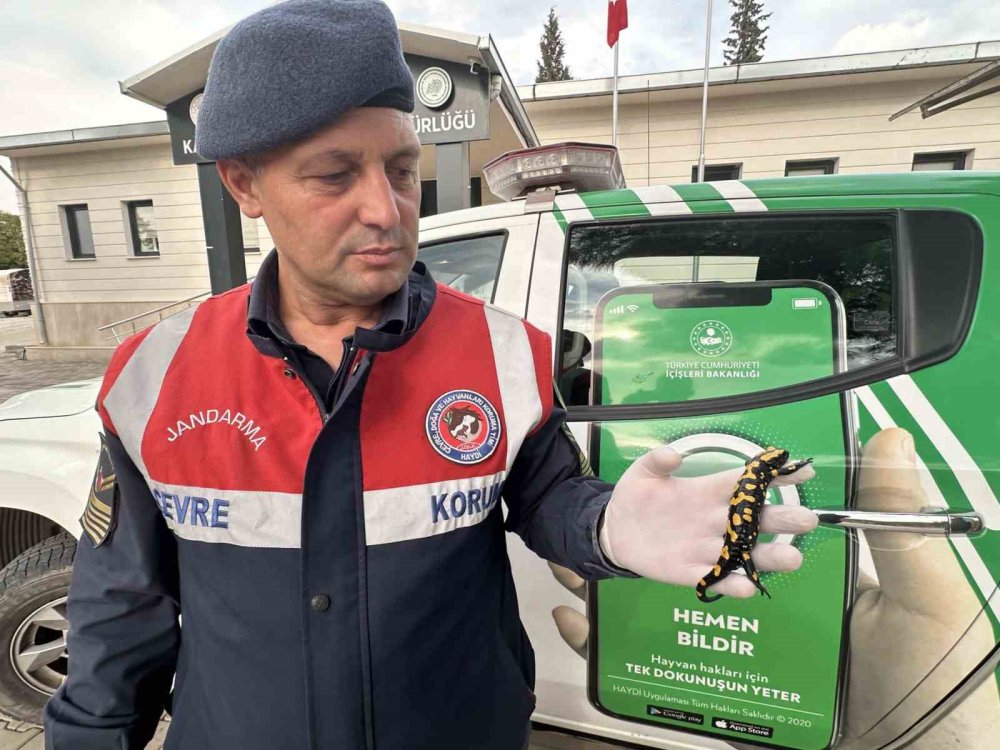 O ilde nesli tükenmekte olan sarı benekli semender bulundu