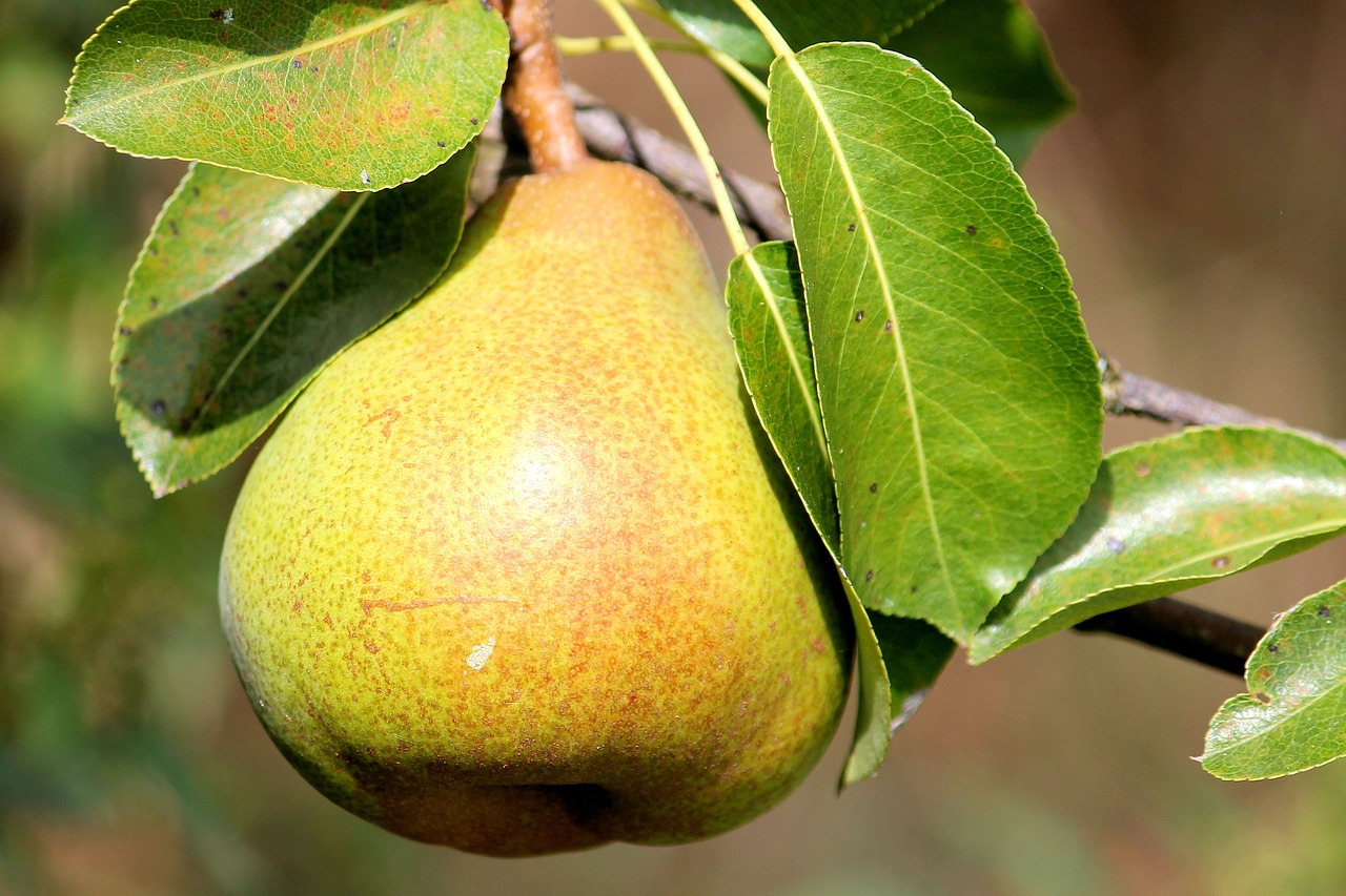 pear-1586866-1280.jpg