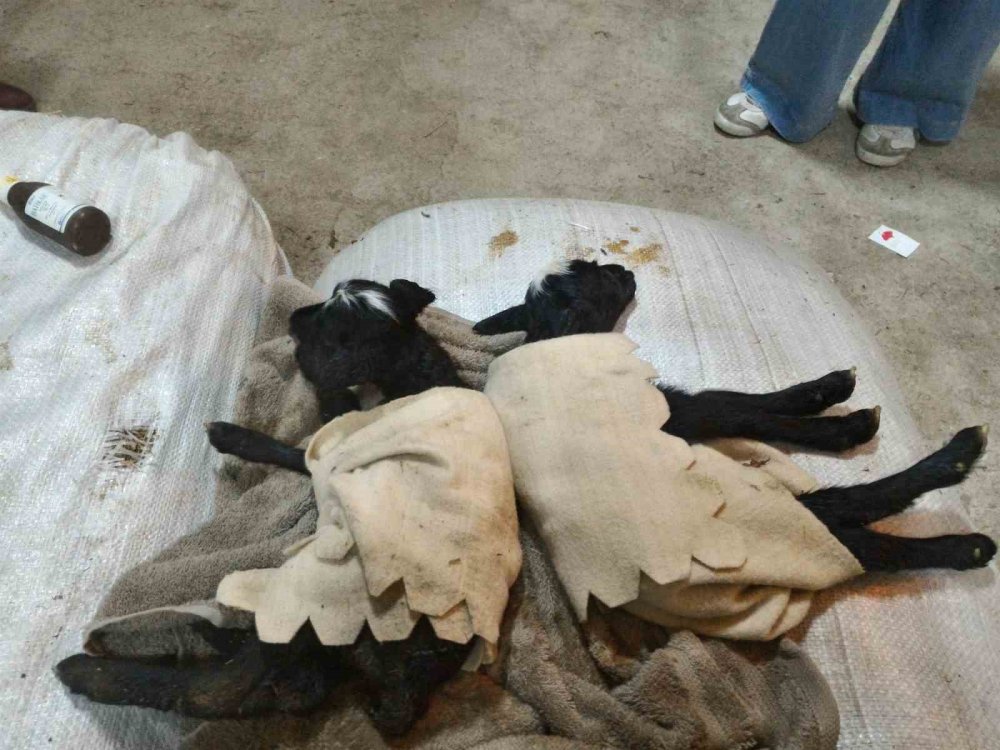 Bu koyunlar Siirt'te yetiştiriliyor - Geliri de değeri de oldukça fazlaymış