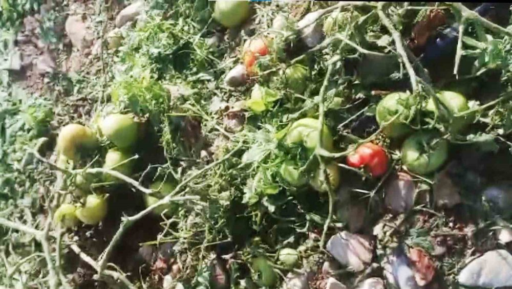 Muğla Datça'da zarar büyük oldu - Henüz daha güz hasadı yapılmamıştı