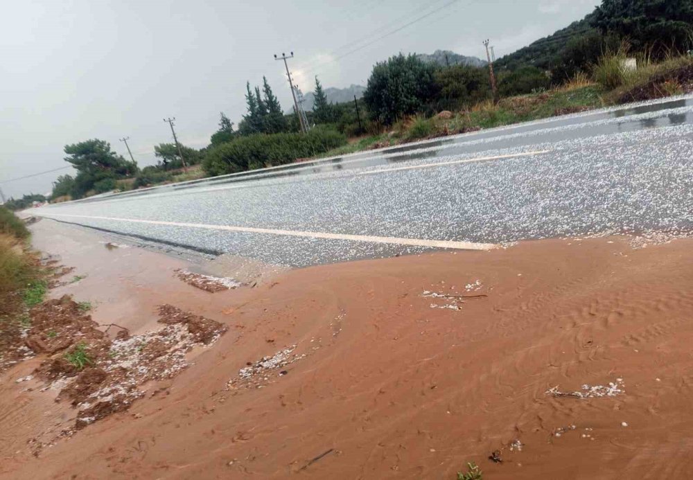 Muğla Datça'da zarar büyük oldu - Henüz daha güz hasadı yapılmamıştı