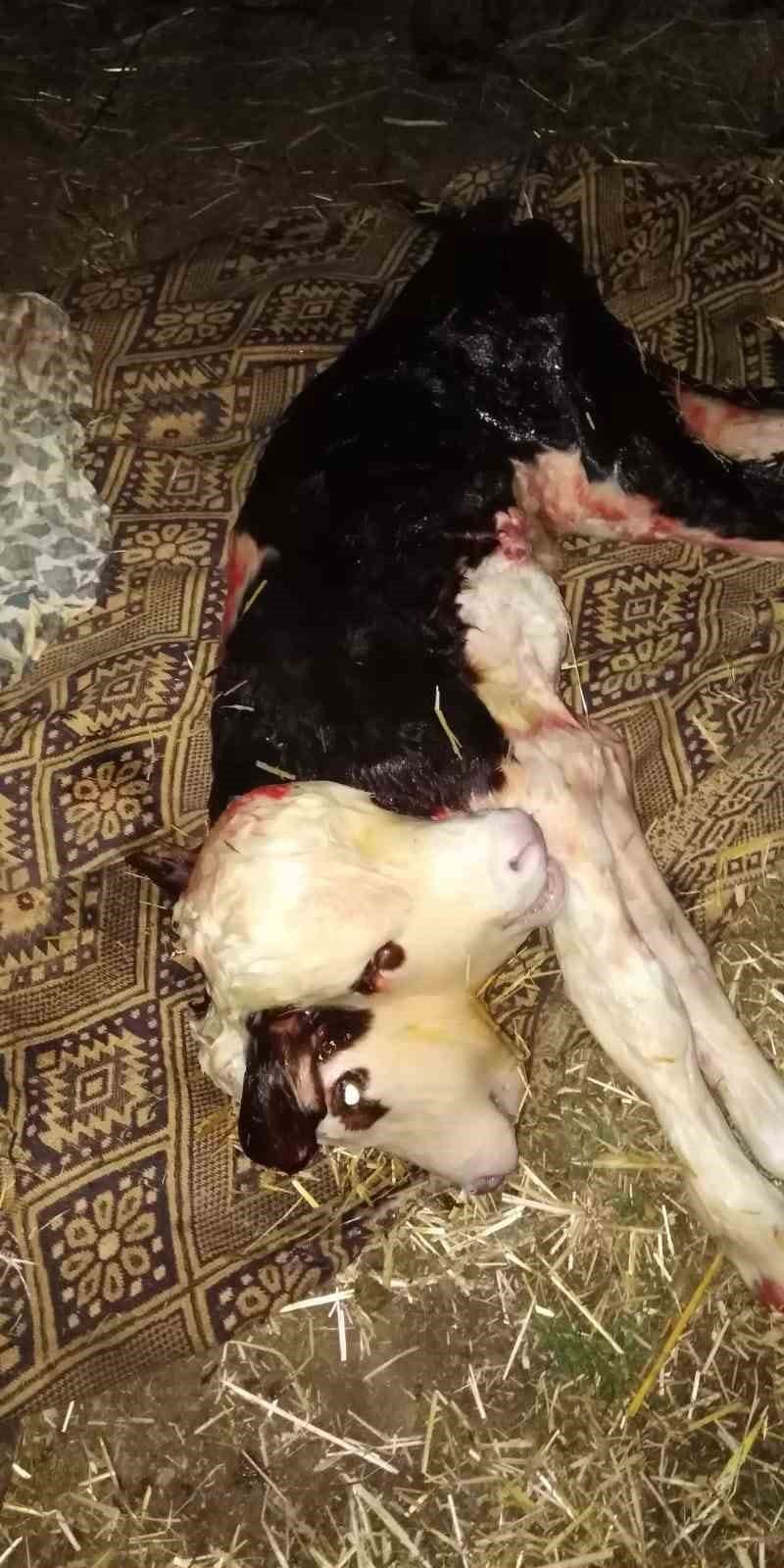Çift başlı buzağı doğdu! Doğan buzağı ilgi odağı olurken kötü haber geldi