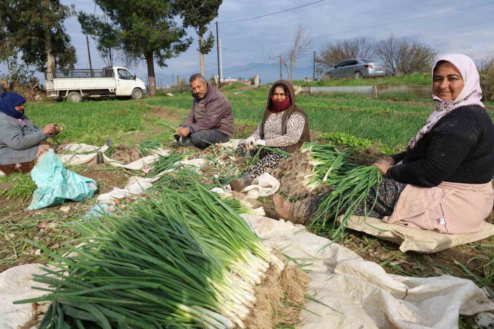 Kilosu 10 liradan alıcı buluyor! Hasat sonrasında binlerce ürün elde edildi