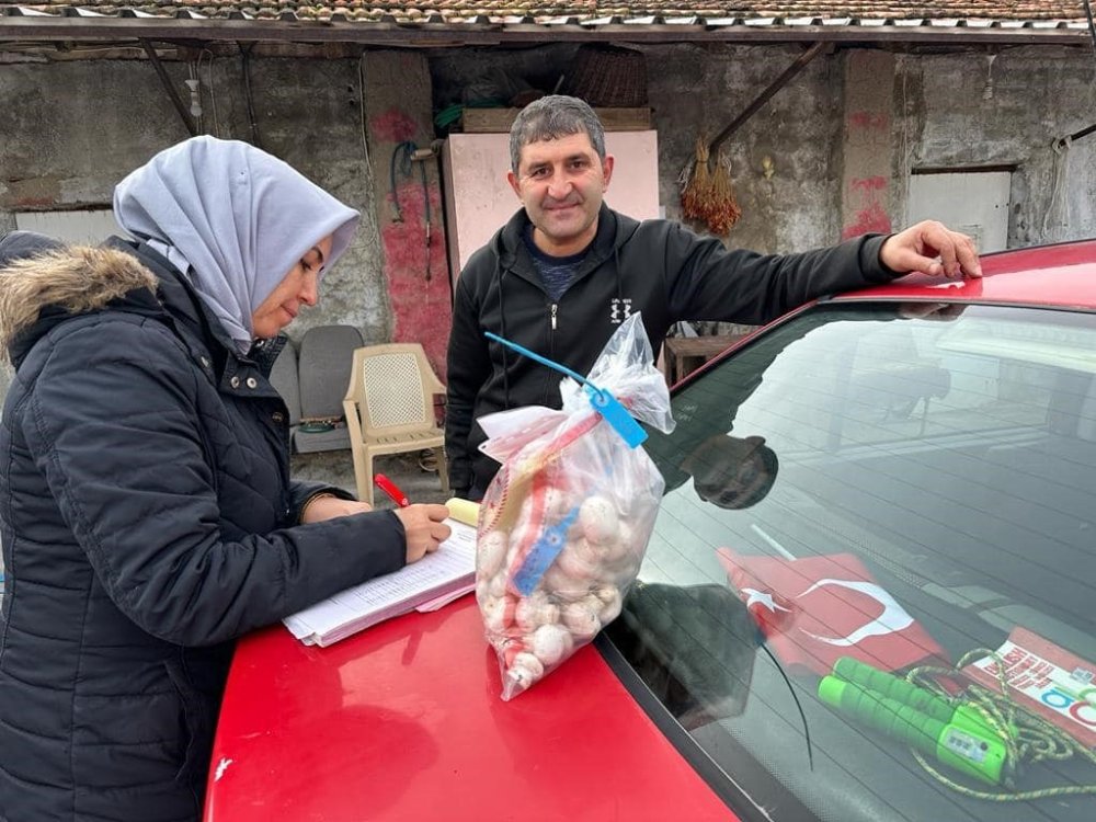 Hasat başlamadan önce tek tek numune alındı! Toplanınca servet kazanacaklar
