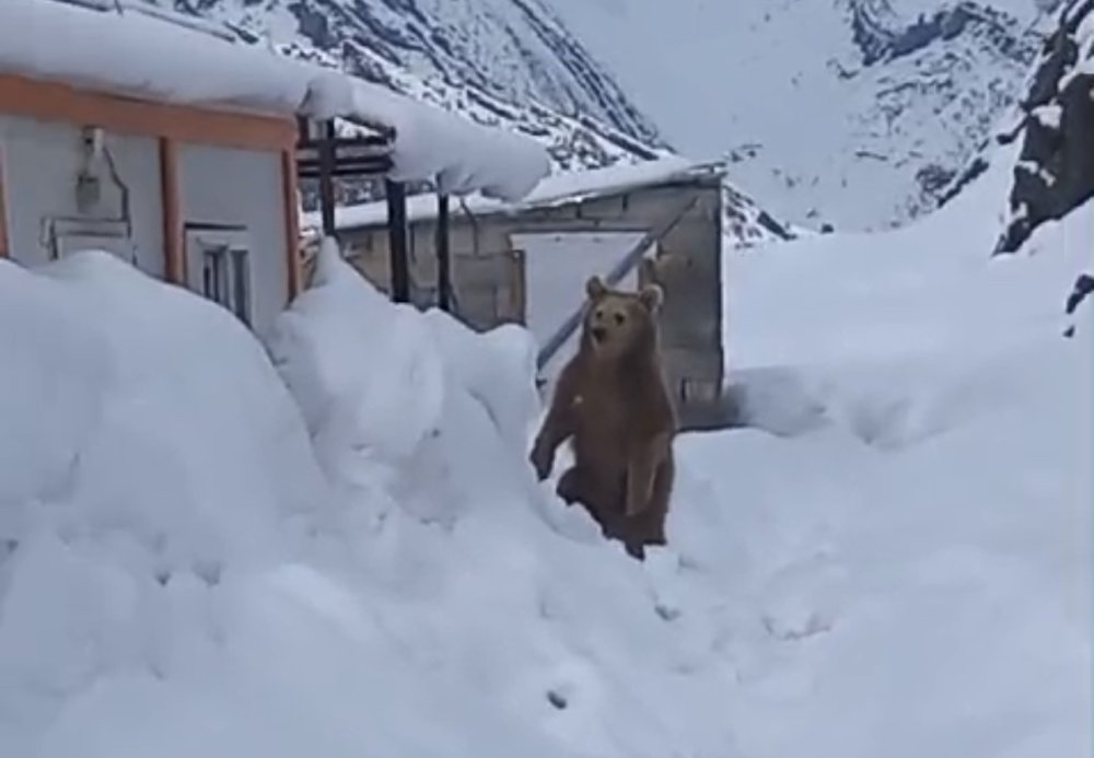 Hakkari Yüksekova'da korkutan olay! Kış uykusuna yatmayan ayı şantiyeye girdi