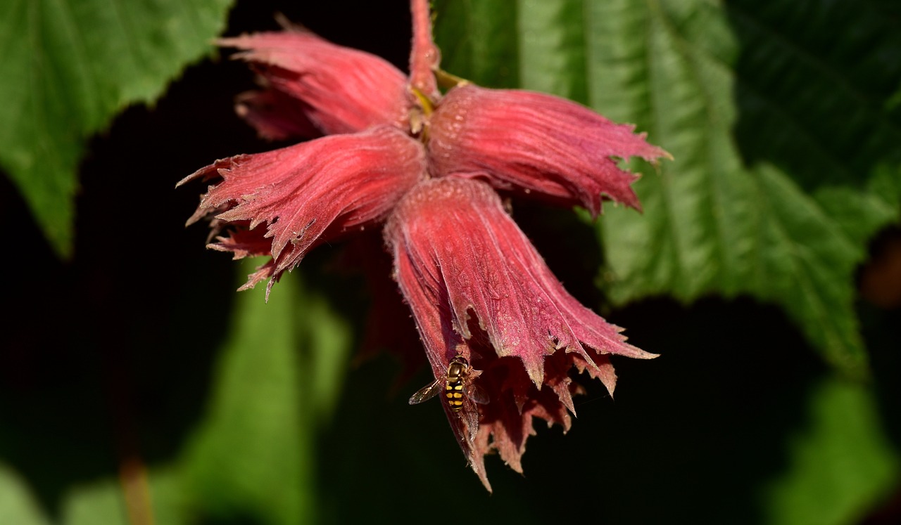 hazelnuts-3510544-1280.jpg