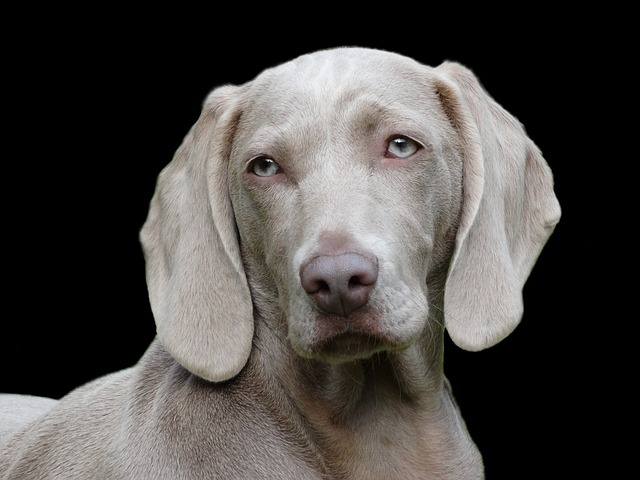 dog-1742295-640.jpg