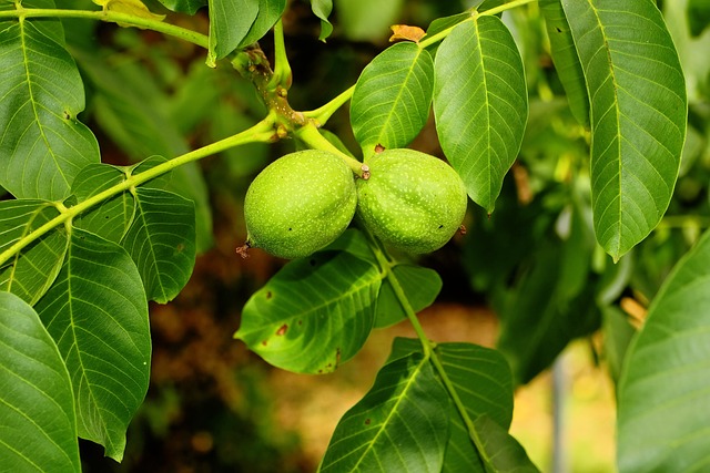 walnut-tree-3584209-640.jpg