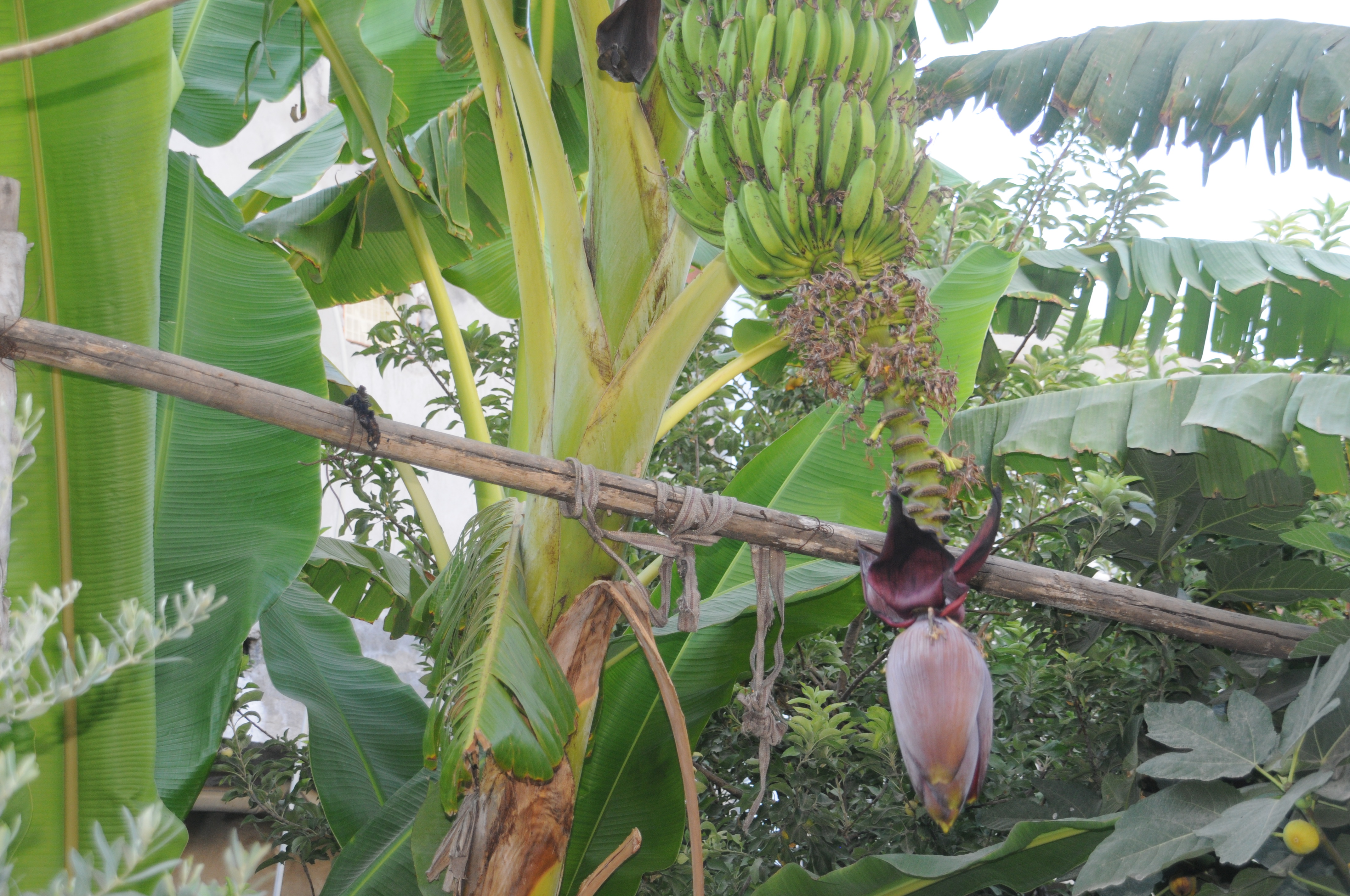 sabah-8.jpg