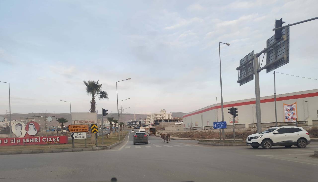 cizre-inek-1.jpeg