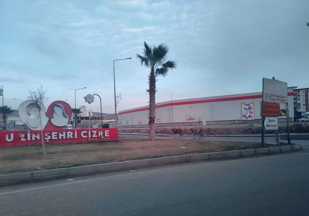 cizre-inek-1.jpg