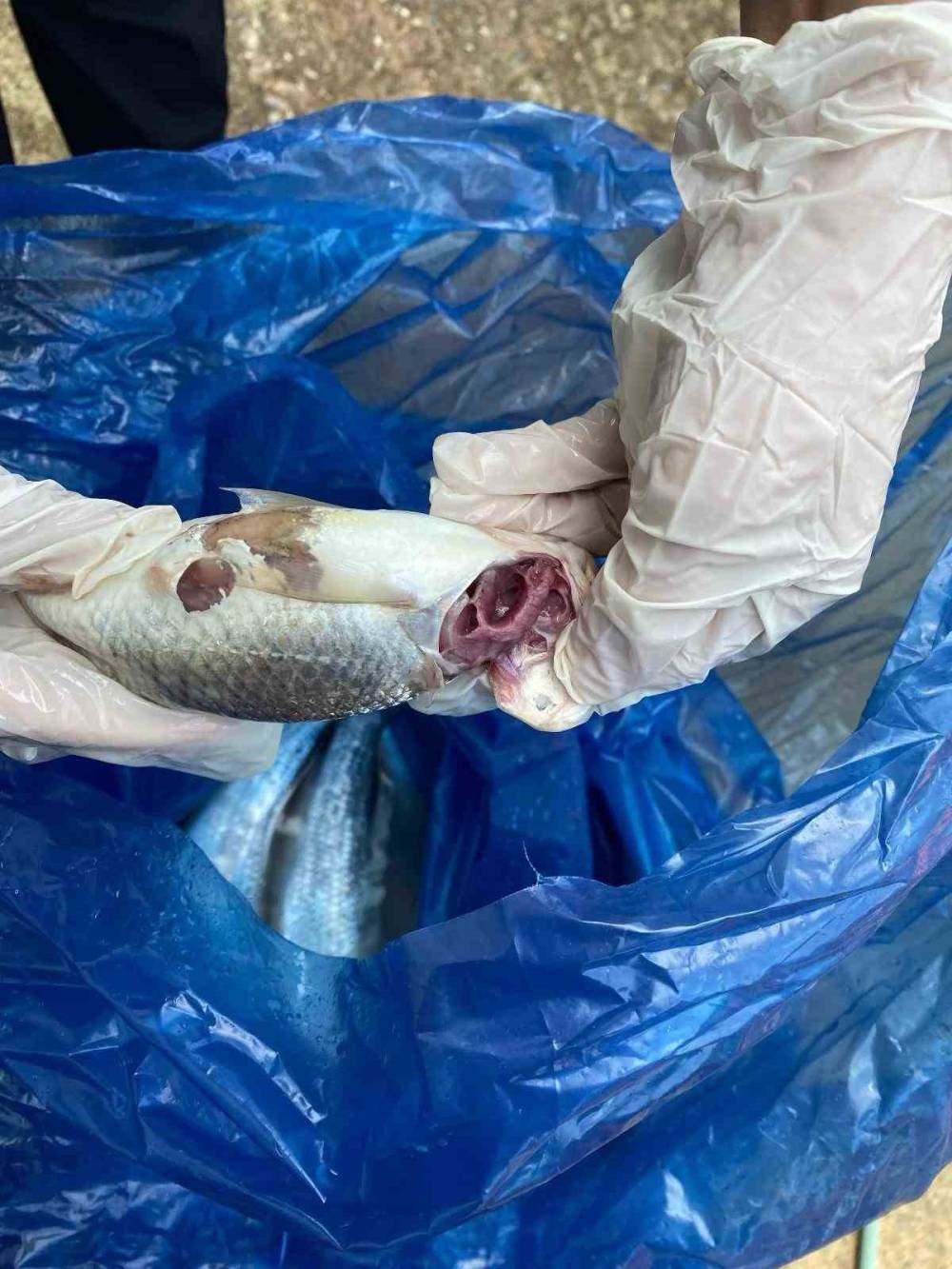 Alanya’da 85 kilo kokmuş balık imha edildi