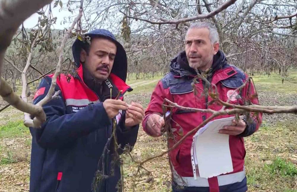 Zirai donun vurduğu Adıyaman’da meyve bahçelerinde hasar tespiti sürüyor