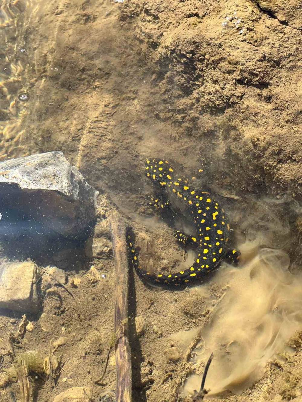 Siirt’te nesli tehdit altındaki sarı benekli semender görüldü