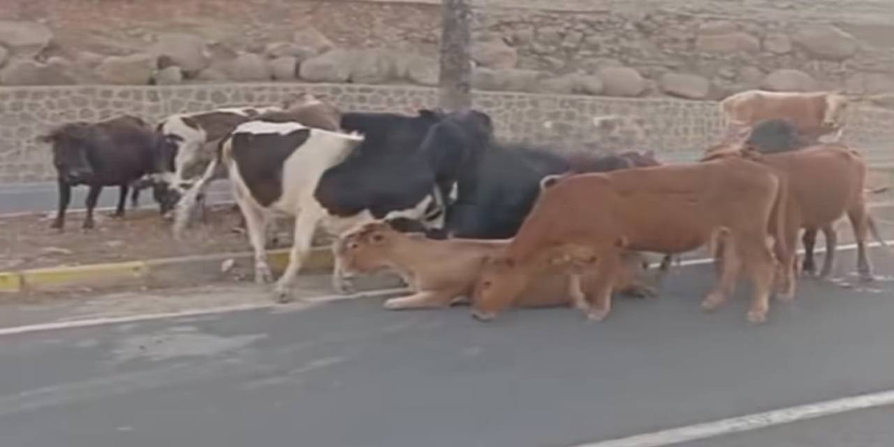 cizre-inek3-001.jpeg