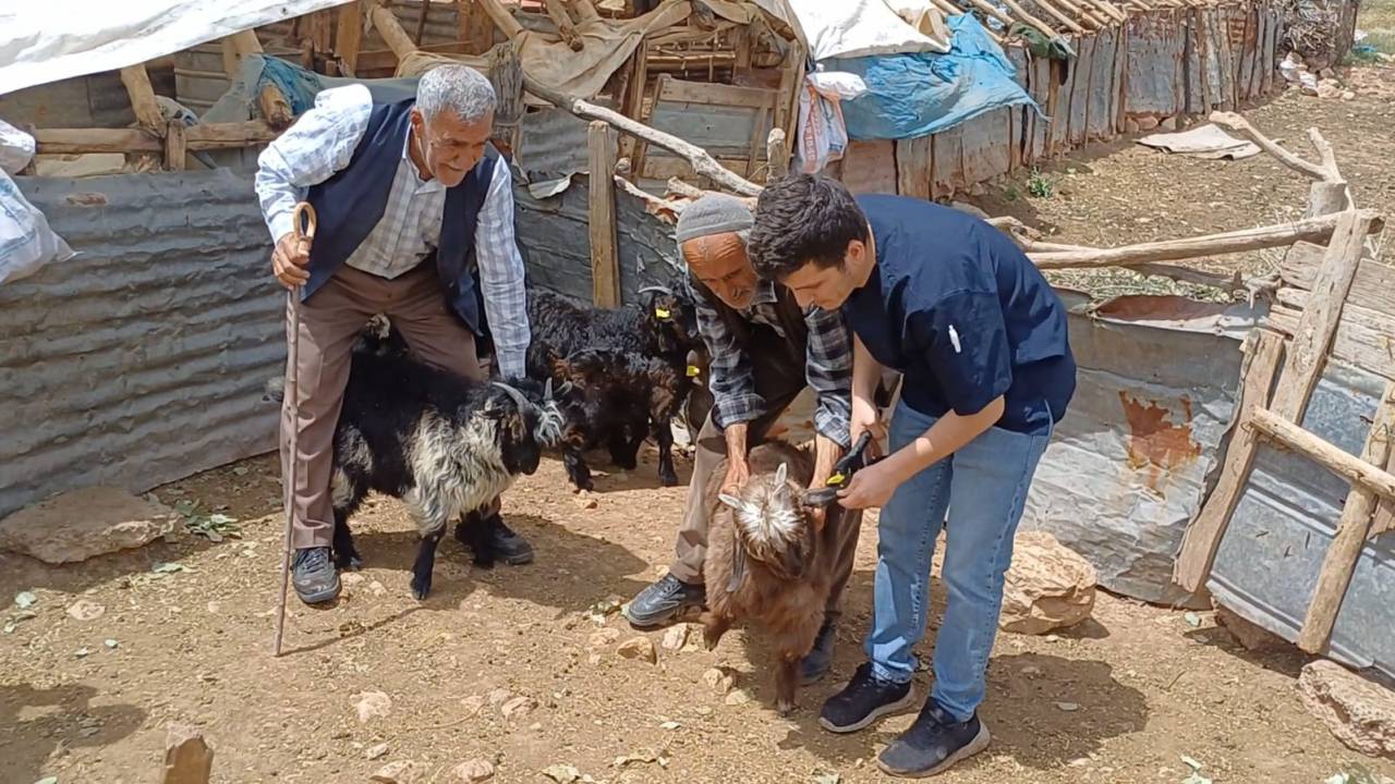 sirnakta-kucukbas-hayvanlara-saglik-taramasi-ve-kupeleme-calismasi2.jpg