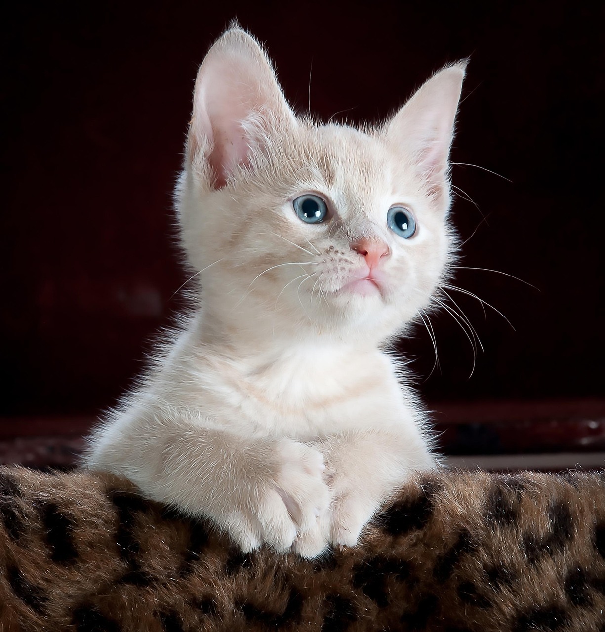 cat-551554-1280.jpg