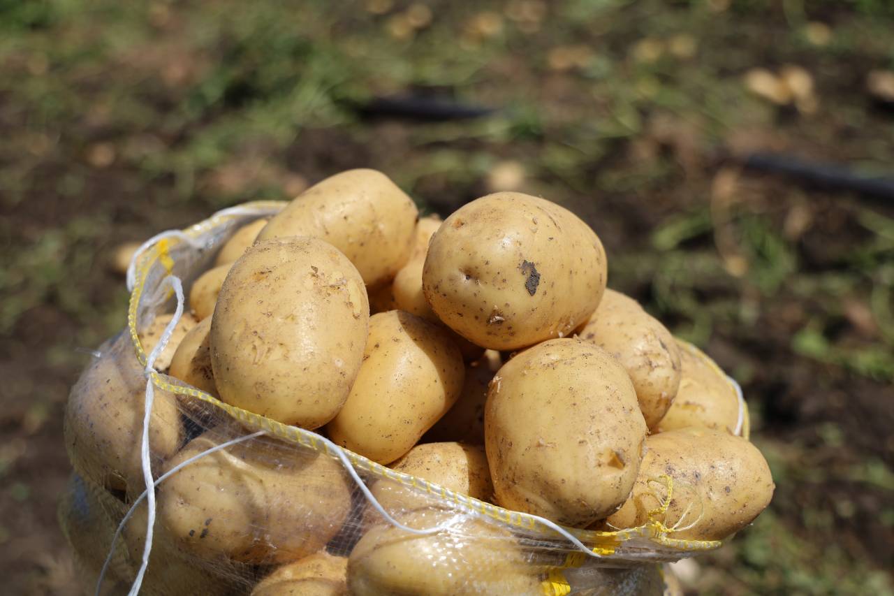 patates.jpg