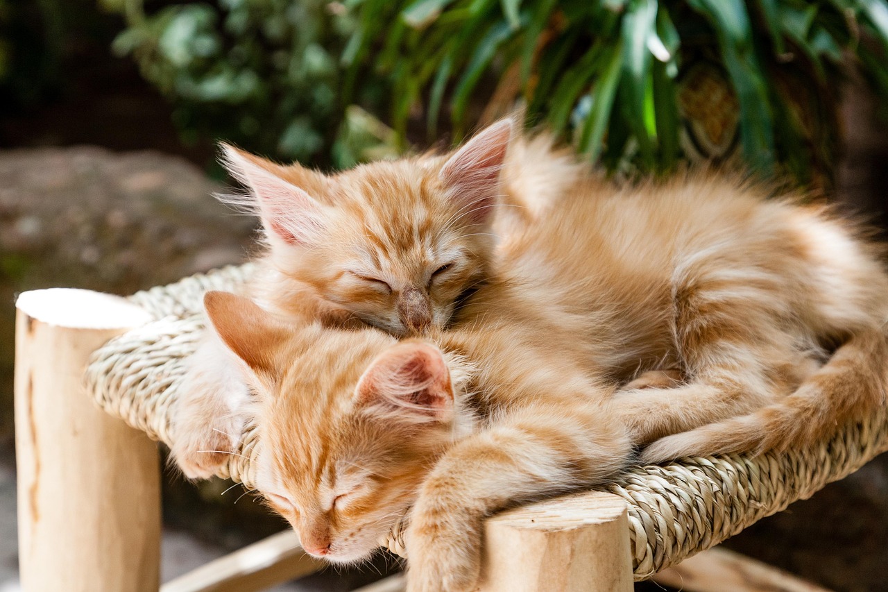 kittens-1916542-1280.jpg