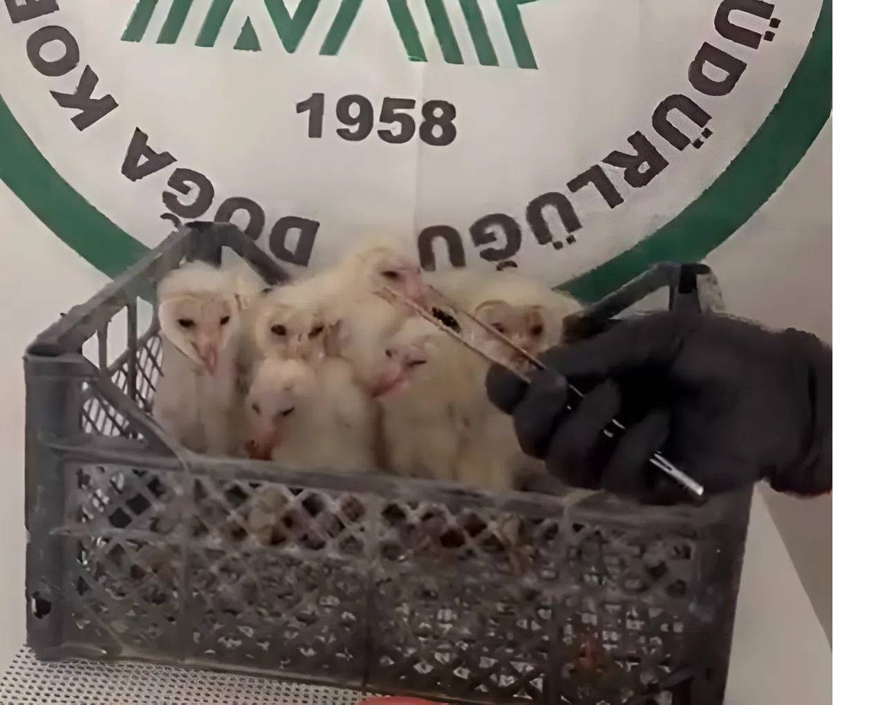 minik-peceli-baykuslar-silopide-kurtarildi-2.jpeg