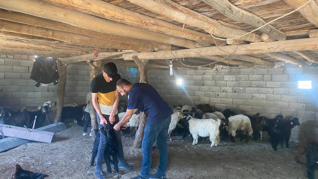 sirnakta-buyukbas-ve-kucukbas-hayvanlara-tam-kapsamli-saglik-kontrolu4.jpg
