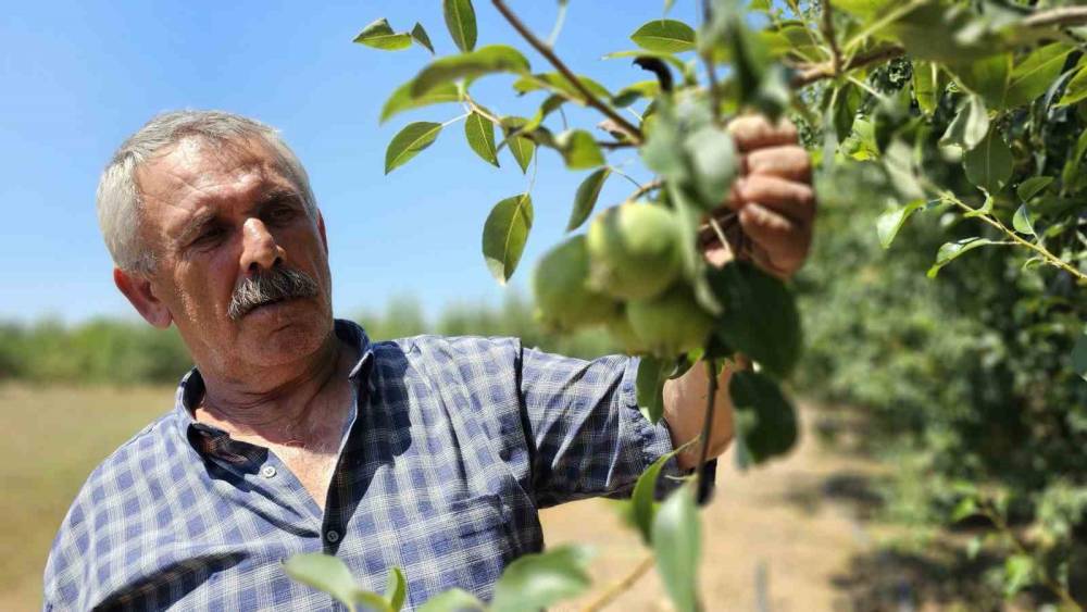 Bursa’da görüp Zonguldak’ta kurduğu armut bahçesinden 80 tonluk hasat bekliyor