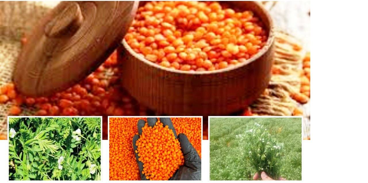 kirmizi-mercimek-destegi.jpg