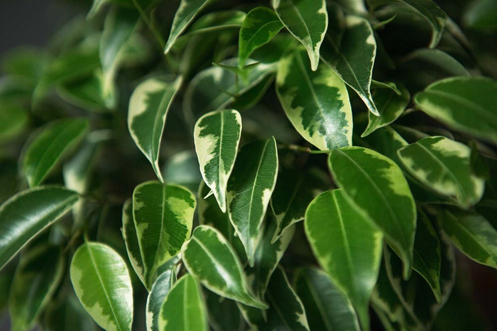 ficus.jpg