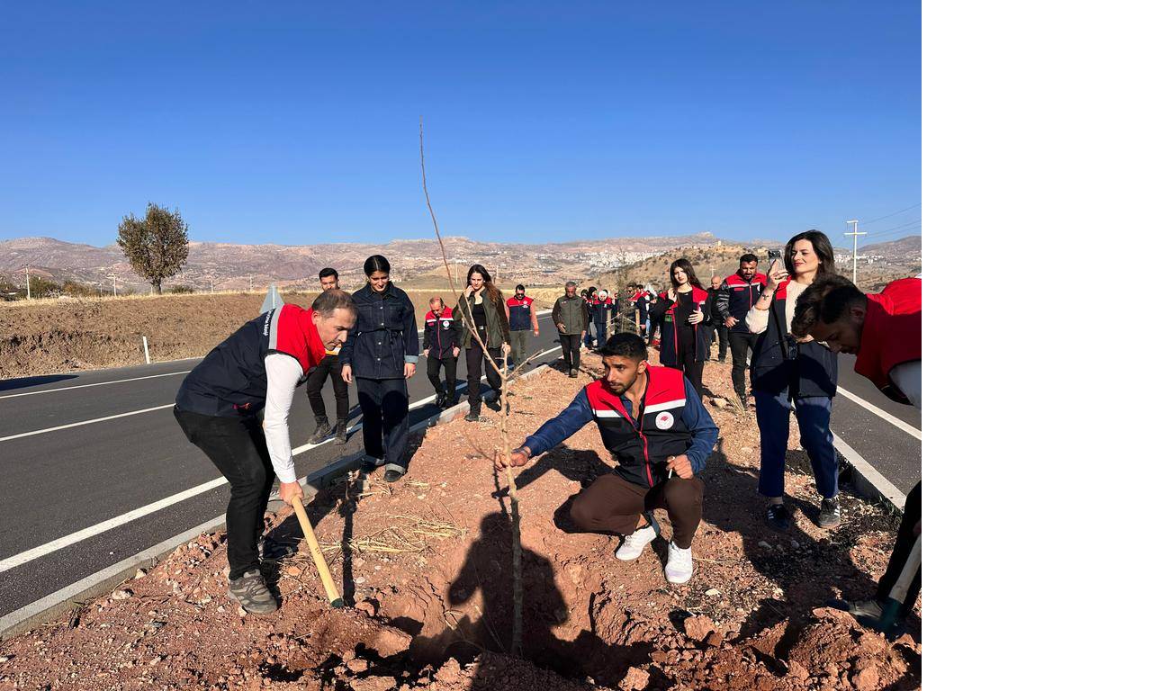rnak-cizre-karayolunda-3-kilometrelik-alanda-365-fidan-toprakla-bulustu3.jpg
