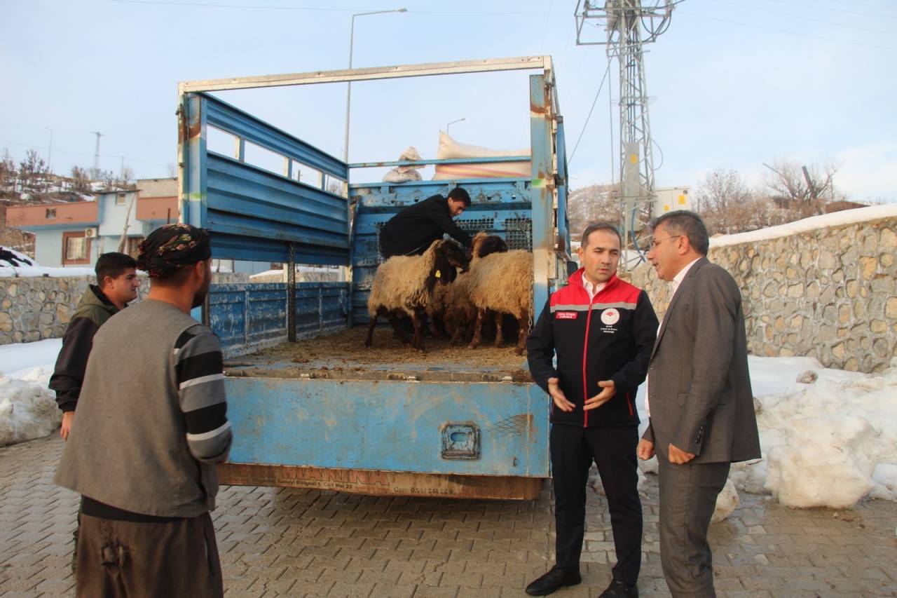 rnakta-vahsi-hayvan-saldirisinda-35-koyun-telef-oldu-devlet-yaralari-sardi-2.jpeg