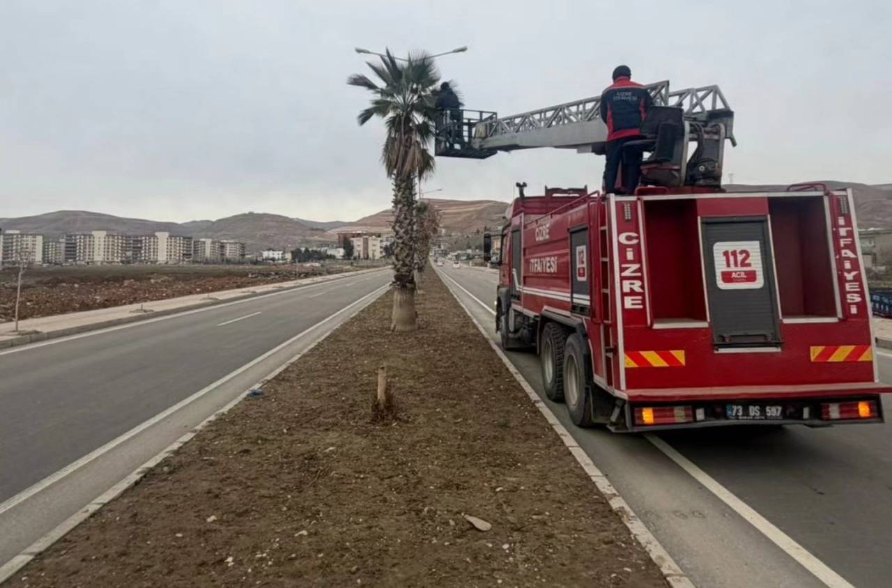 cizre-belediyesinden-yesil-alanlara-kapsamli-bakim-2.jpg