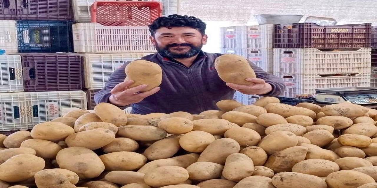 manisa-sarigol-pazarinda-satisa-cikan-850-gramlik-dev-patatesler.jpg