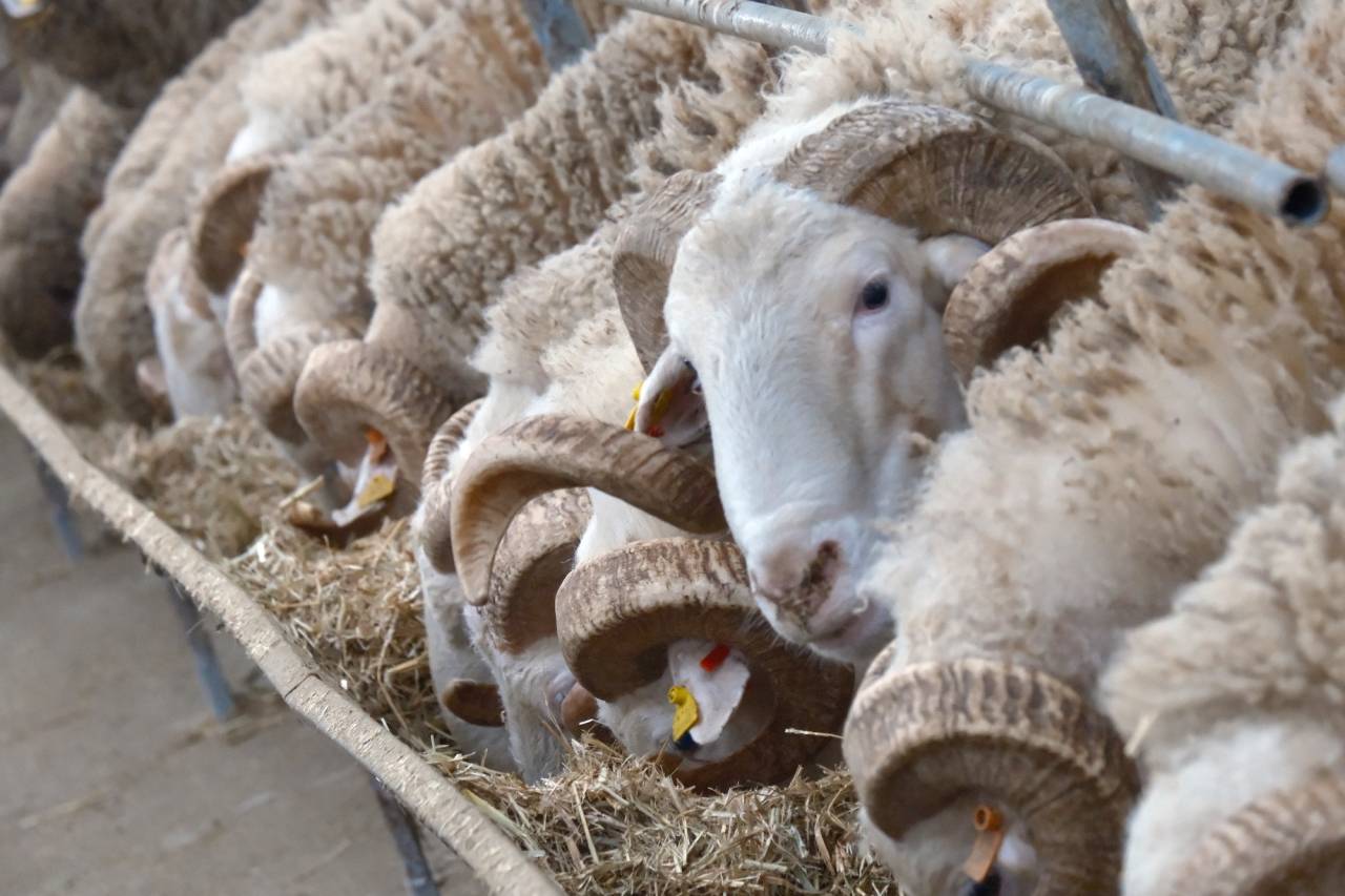 merinos-koclari-fiyati-otomobil-ile-yarisiyor-246-bin-liralik-sampiyonlarin-yeni-nesli-satisa-cikiyor-2.jpg