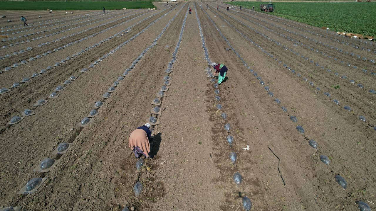 bursa-karacabey-ovasinda-turfanda-karpuz-ekimleri-basladi-2.jpg
