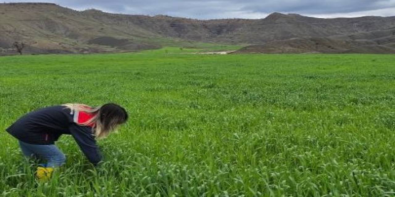 sirnakta-sune-alarmi-hububat-tarlalarinda-denetimler-artti.jpg
