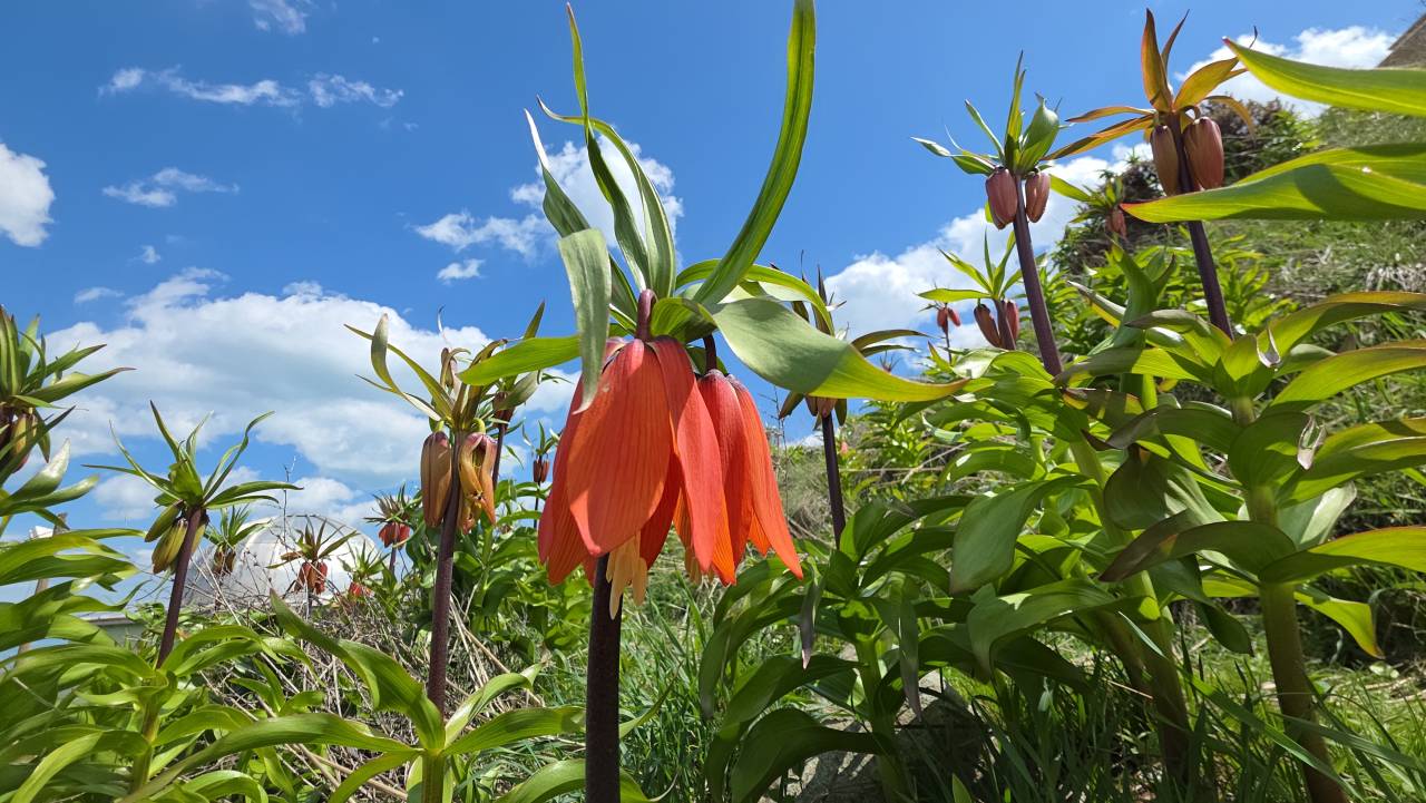 aglayan-gelin-huzun-cicegi-endemik-ters-laleler-fritillaria-imperialis-1.jpg