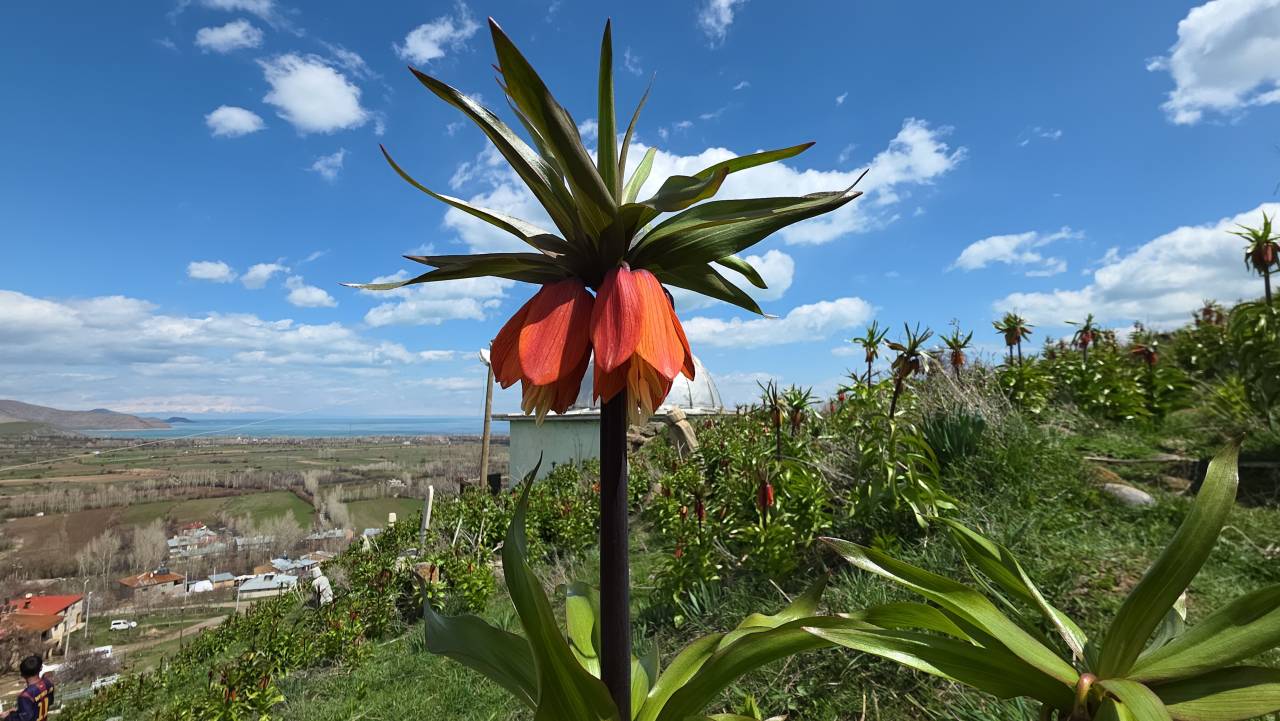 aglayan-gelin-huzun-cicegi-endemik-ters-laleler-fritillaria-imperialis-5.jpg