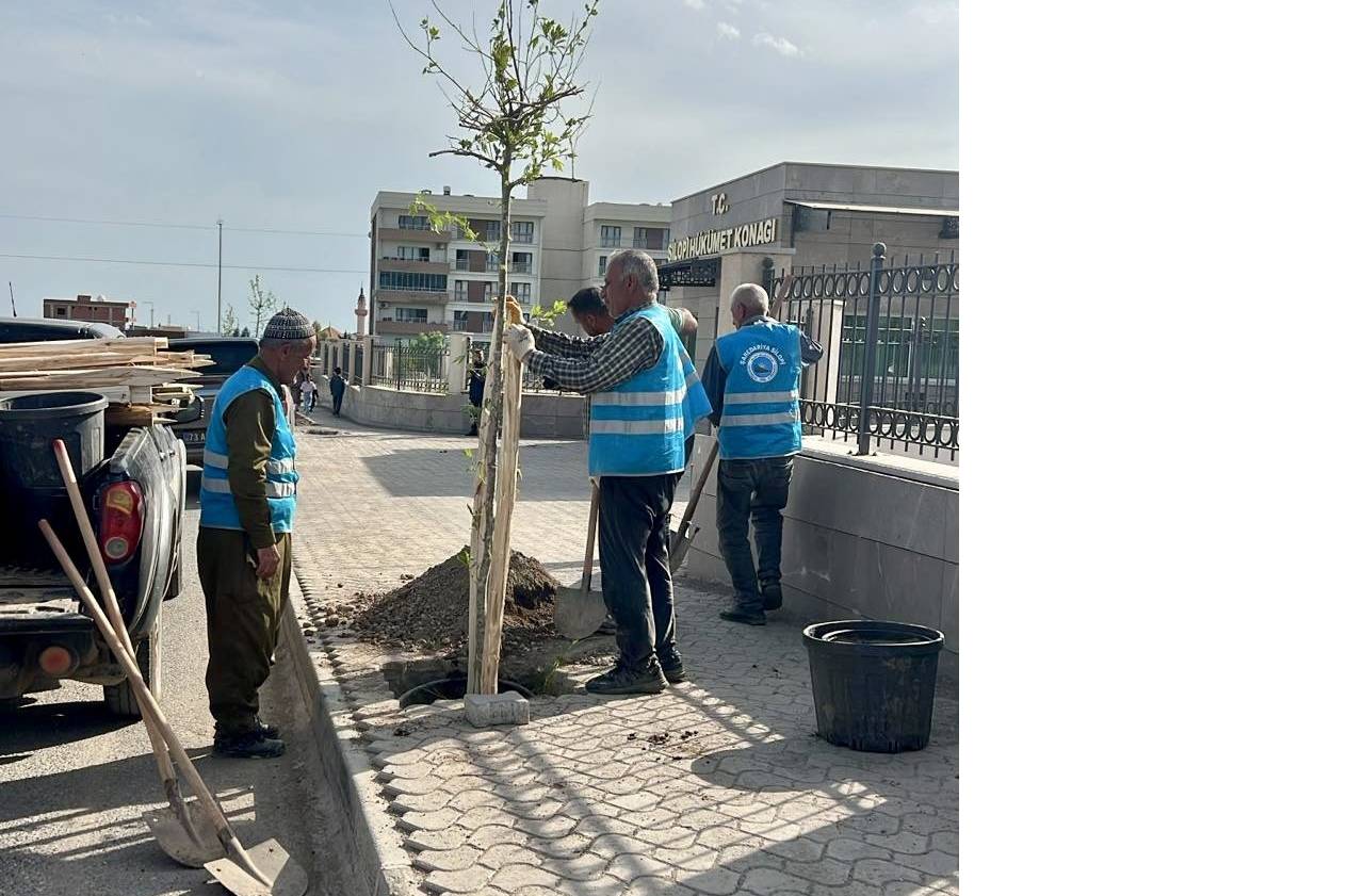 silopide-agaclandirma-seferberligi-cadde-ve-sokaklar-yesilleniyor-4.jpg