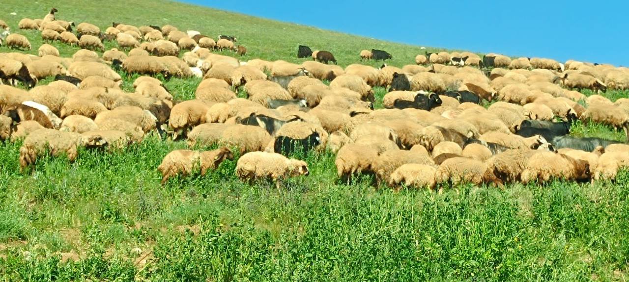 rnak-yaylalarinda-asirlik-gelenek-gocerlerin-kuzu-kirpma-mesaisi-basladi-1.jpeg