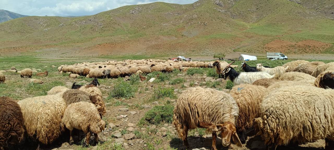 rnak-yaylalarinda-asirlik-gelenek-gocerlerin-kuzu-kirpma-mesaisi-basladi-2.jpeg