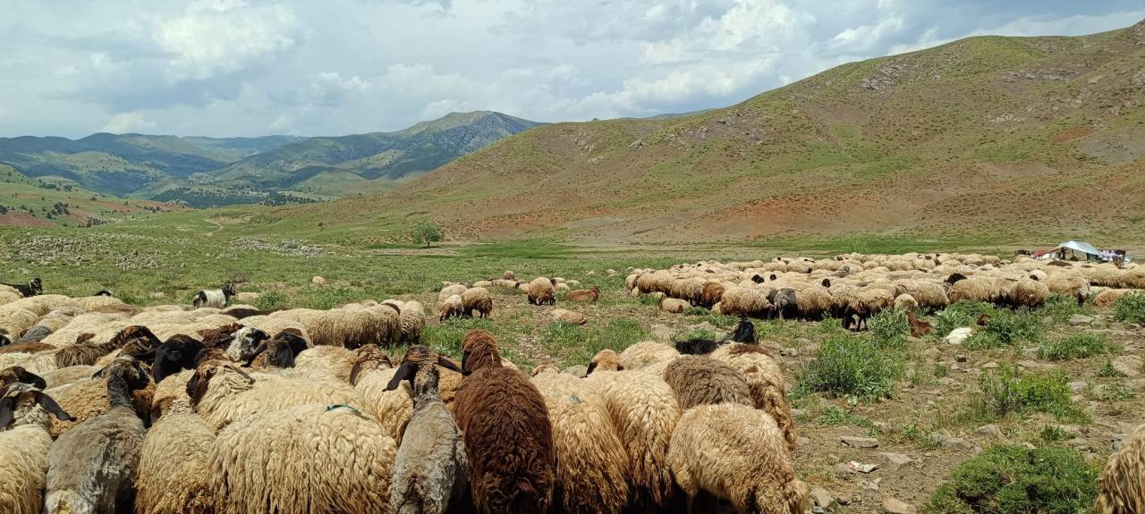 rnak-yaylalarinda-asirlik-gelenek-gocerlerin-kuzu-kirpma-mesaisi-basladi-3.jpeg